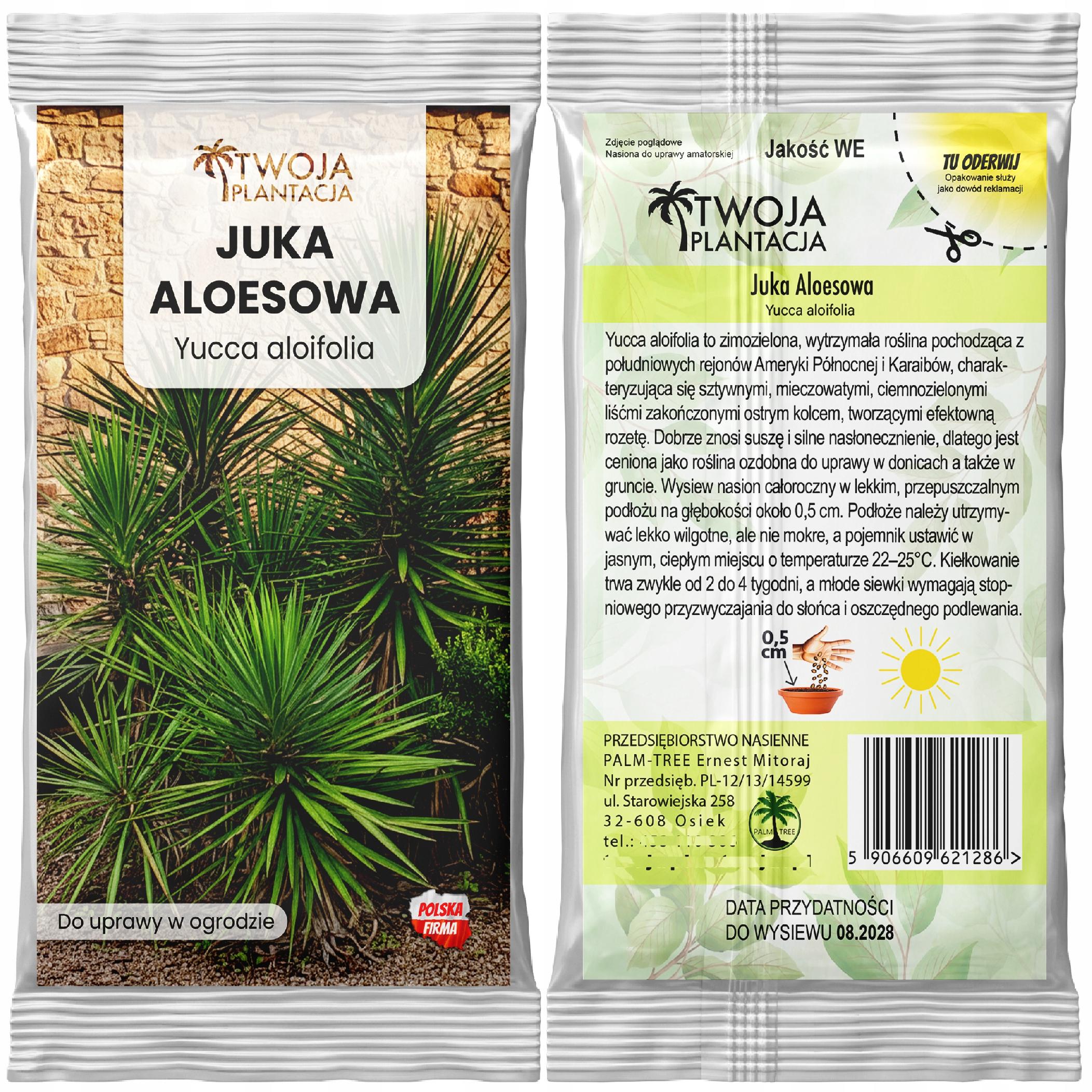 JUKA ALOESOWA - Yucca Aloifolia Odporna juka Mrozoodporna 5 szt NASIONA - obrazek 2