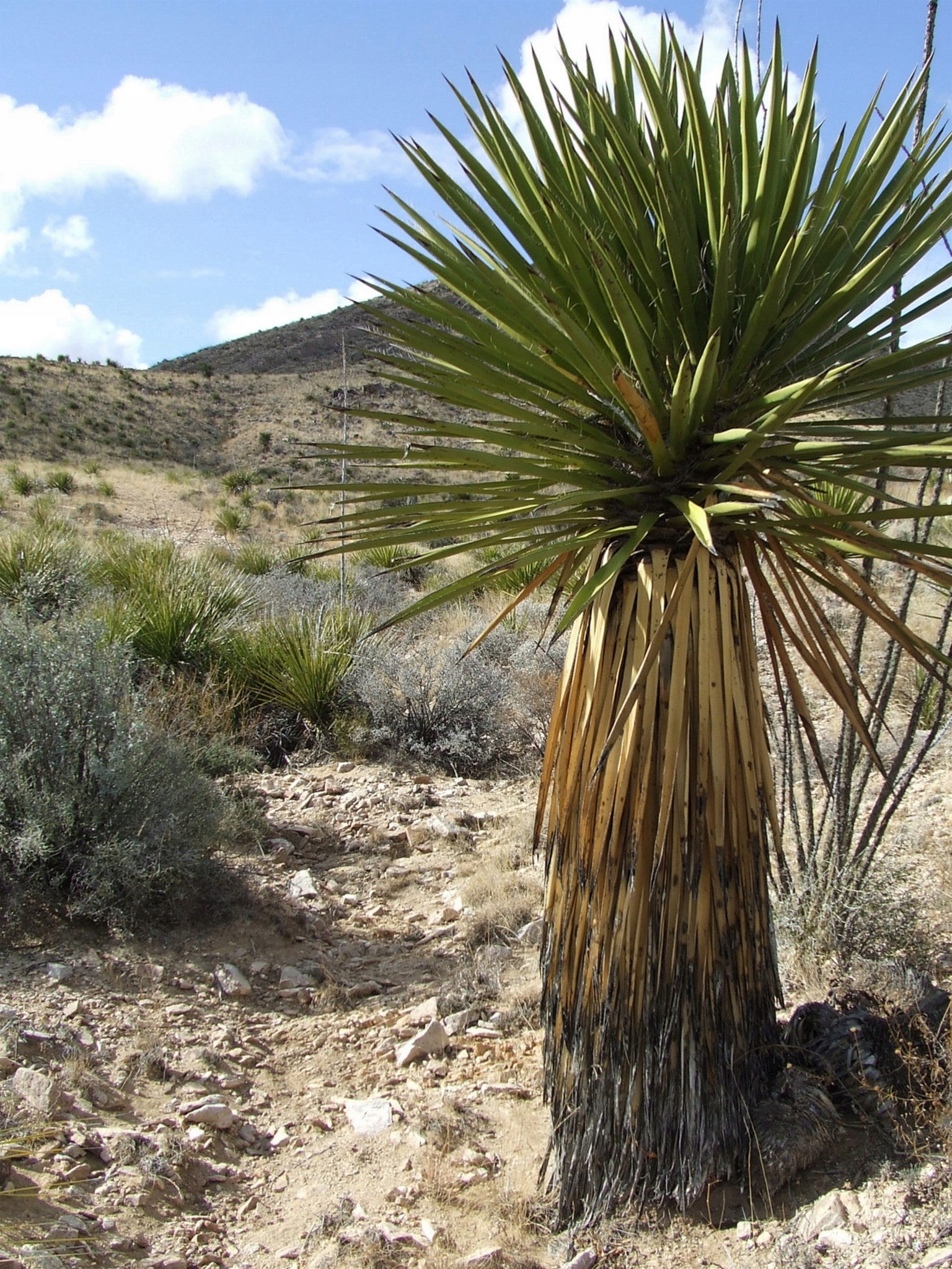 Mrozoodporna Juka YUCCA FAXONIANA Nasiona do ogrodu 5 nasion - obrazek 2