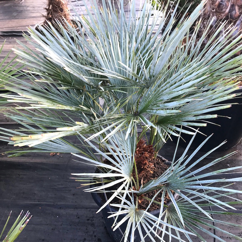 Palma Mrozoodporna NASIONA Karłatka Niebieska Chamaerops Humilis 1 szt. - obrazek 4