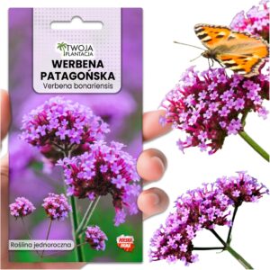 Werbena Patagońska miododajna do ogrodu Verbena Bonariensis 400 NASION