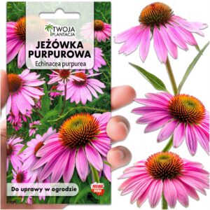 Rudbekia Jeżówka Purpurowa NASIONA Echinacea Purpurea miododajna +70 NASION