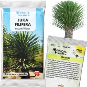 Juka Filifera NASIONA Juka Olbrzymia Yucca Filifera 5 świeżych nasion