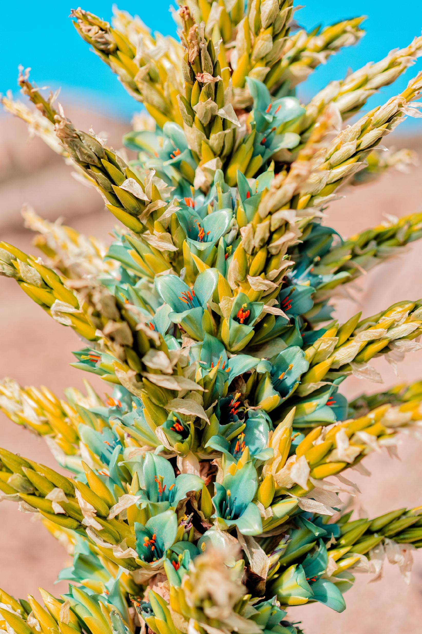 NASIONA PUYA ALPESTRIS Szafirowa Wieża Tower Piękna Turkusowa 5 NASION - obrazek 3
