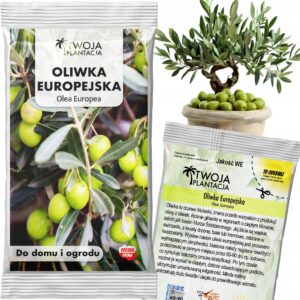 Oliwka Europejska Nasiona Drzewo Oliwne Olea Europaea Wieczne Drzewo 5 szt