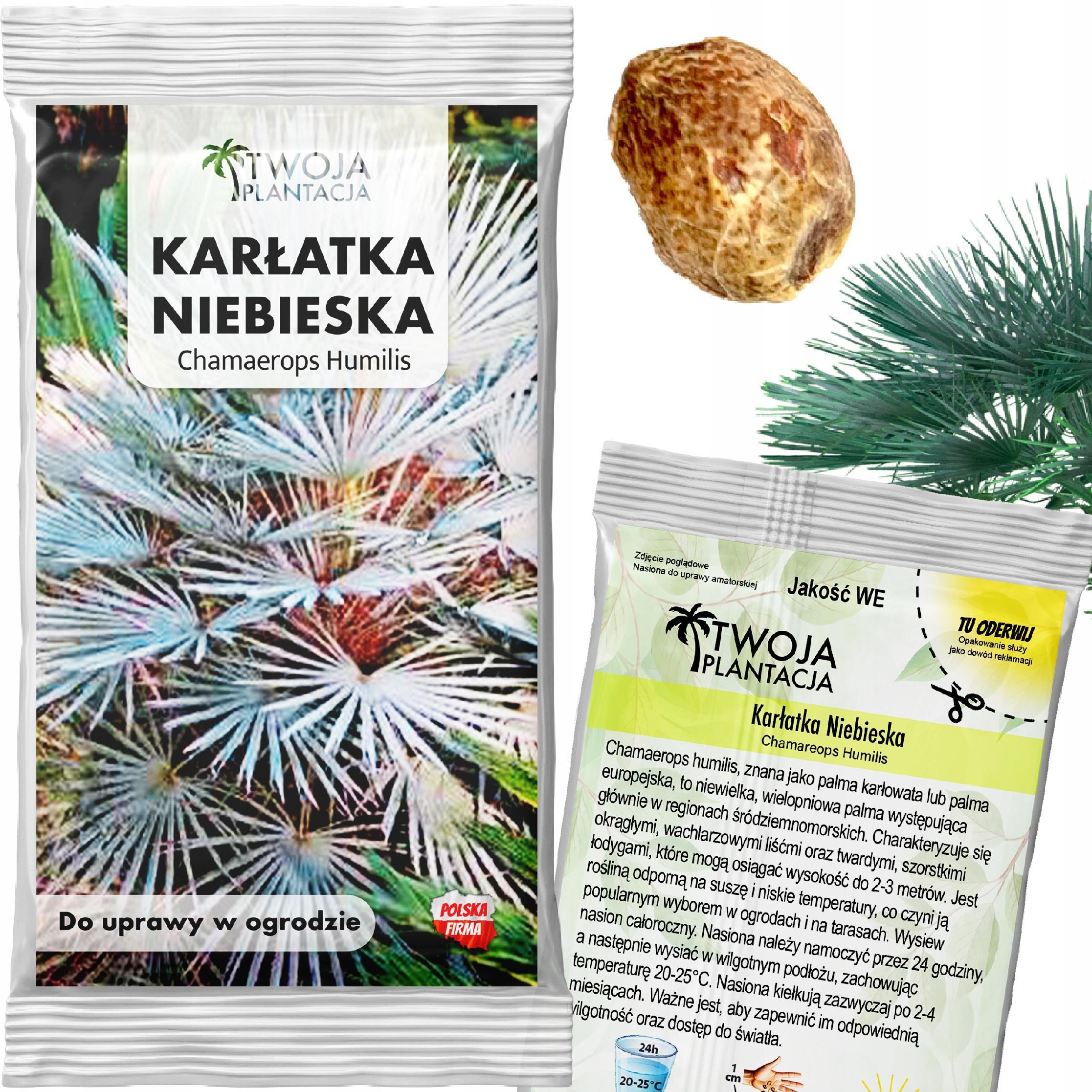 Palma Mrozoodporna NASIONA Karłatka Niebieska Chamaerops Humilis 1 szt.