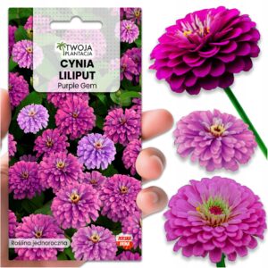 NASIONA CYNIA DALIOWA FIOLETOWA Liliput Purple Gem na rabaty 100 NASION