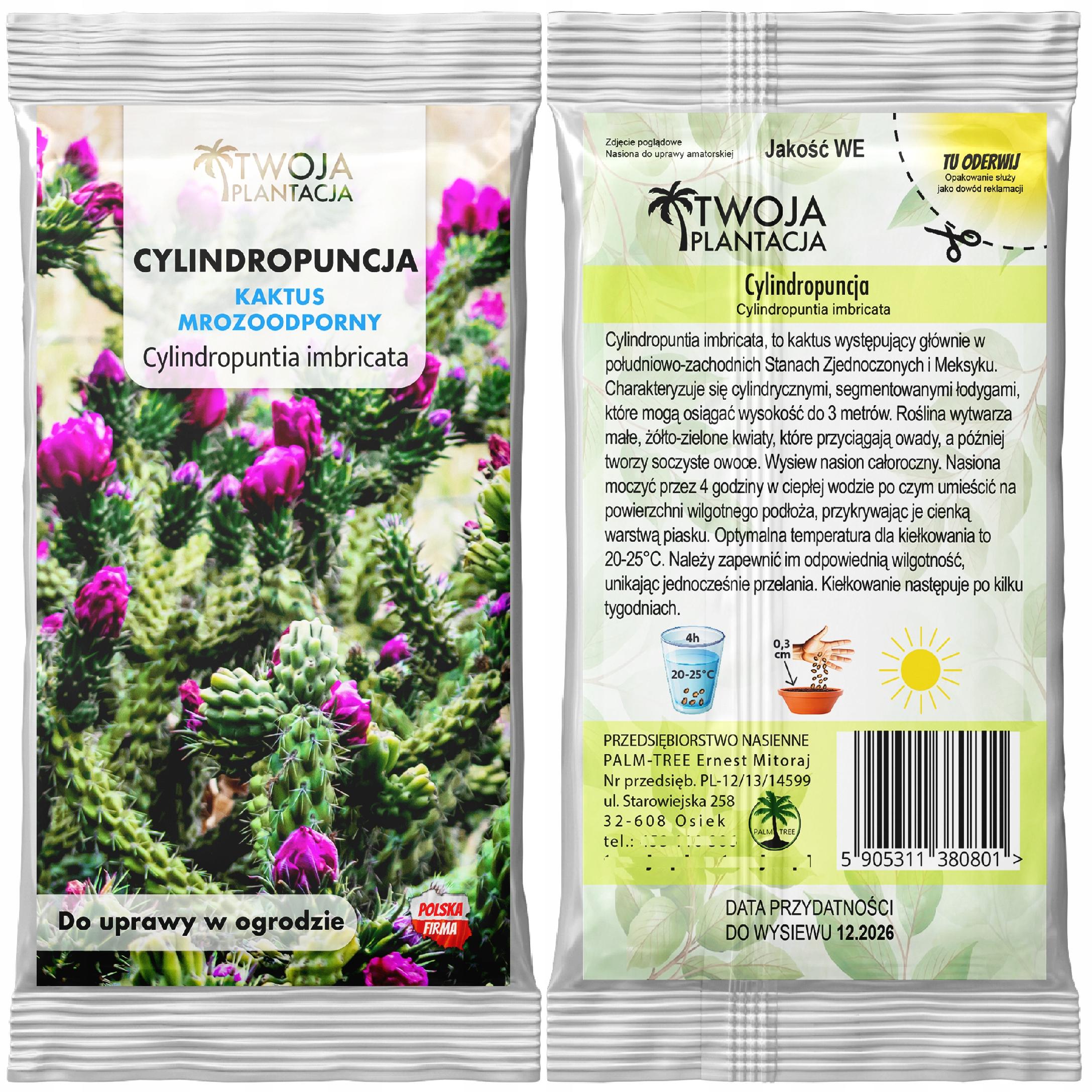 Cylindropuntia Imbricata Nasiona KAKTUS JADALNY MROZOODPORNY 5 nasion - obrazek 3