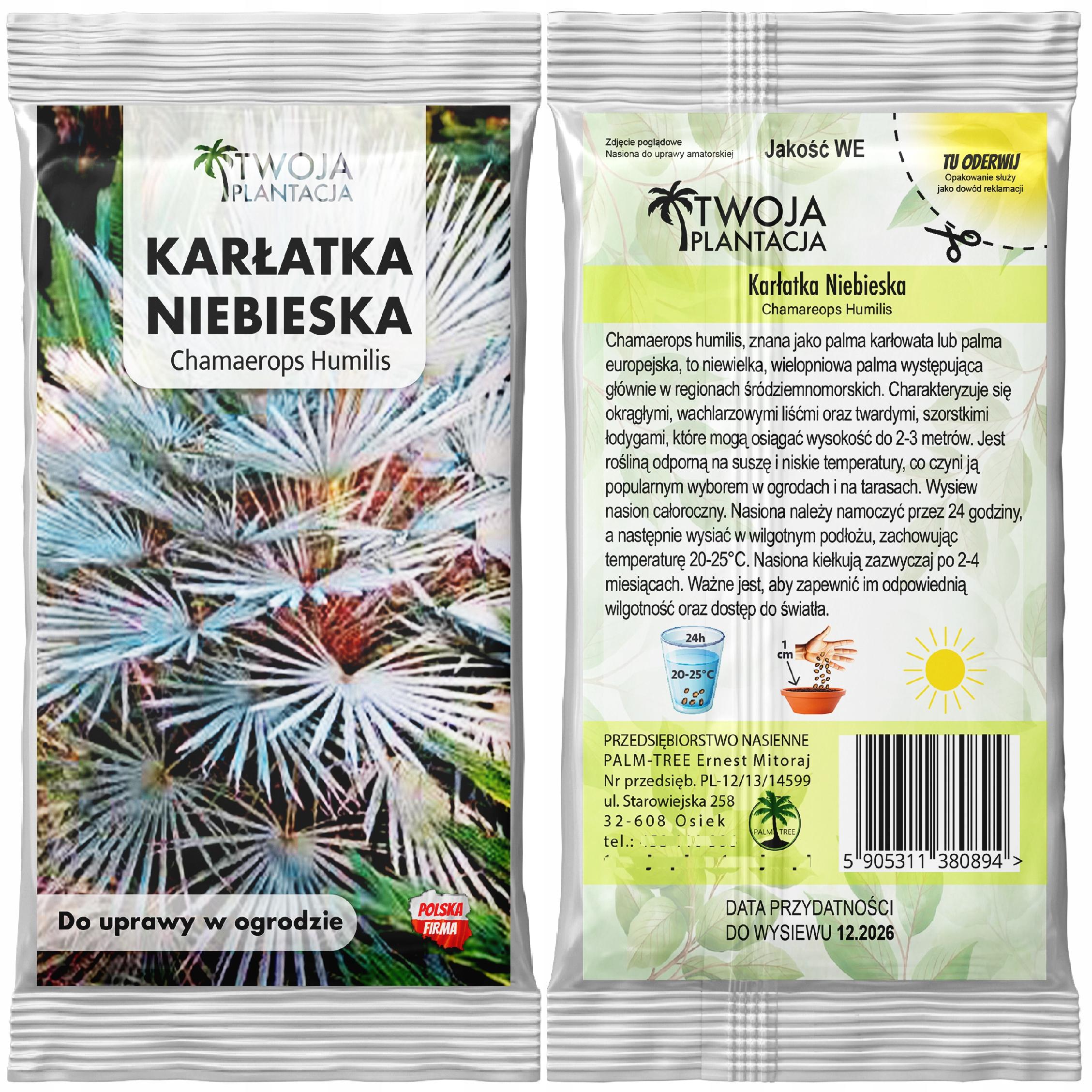 Palma Mrozoodporna NASIONA Karłatka Niebieska Chamaerops Humilis 1 szt. - obrazek 3
