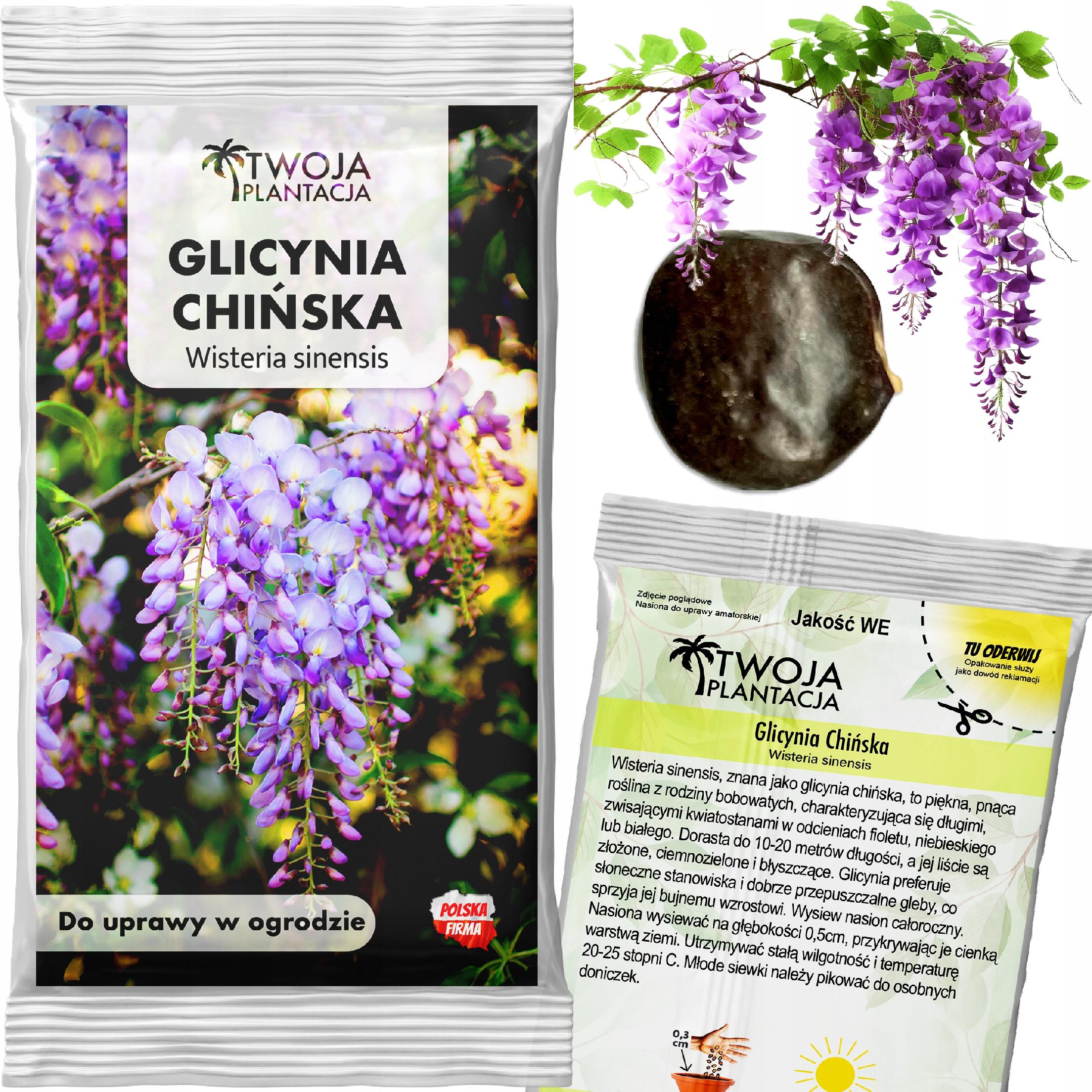 Glicynia Chińska Nasiona Wisteria Sinensis Zwisające pnącze 1 sztuka