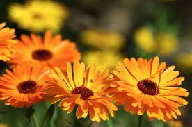 Nagietek Lekarski OZDOBNY I LECZNICZY Calendula Officinalis zioła do ogrodu - obrazek 4