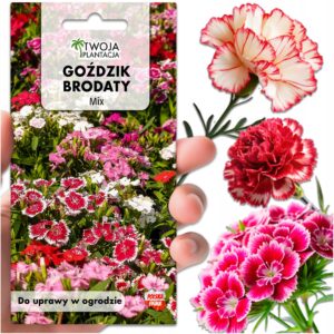 Goździk Brodaty NASIONA Mix Mieszanka pełnych kwiatów do ogrodu 400 Nasion