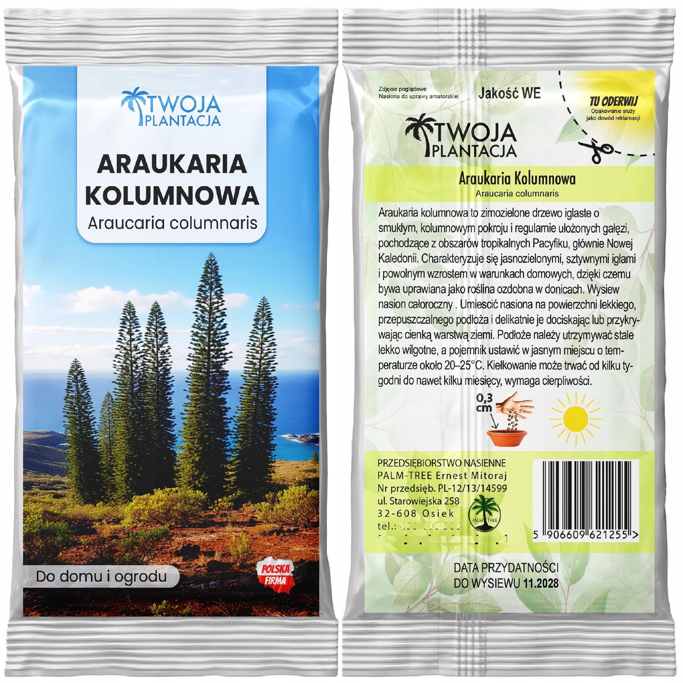 ARAUKARIA KOLUMNOWA - Araucaria Columnaris Choinka do domu 1szt. NASIONA - obrazek 2