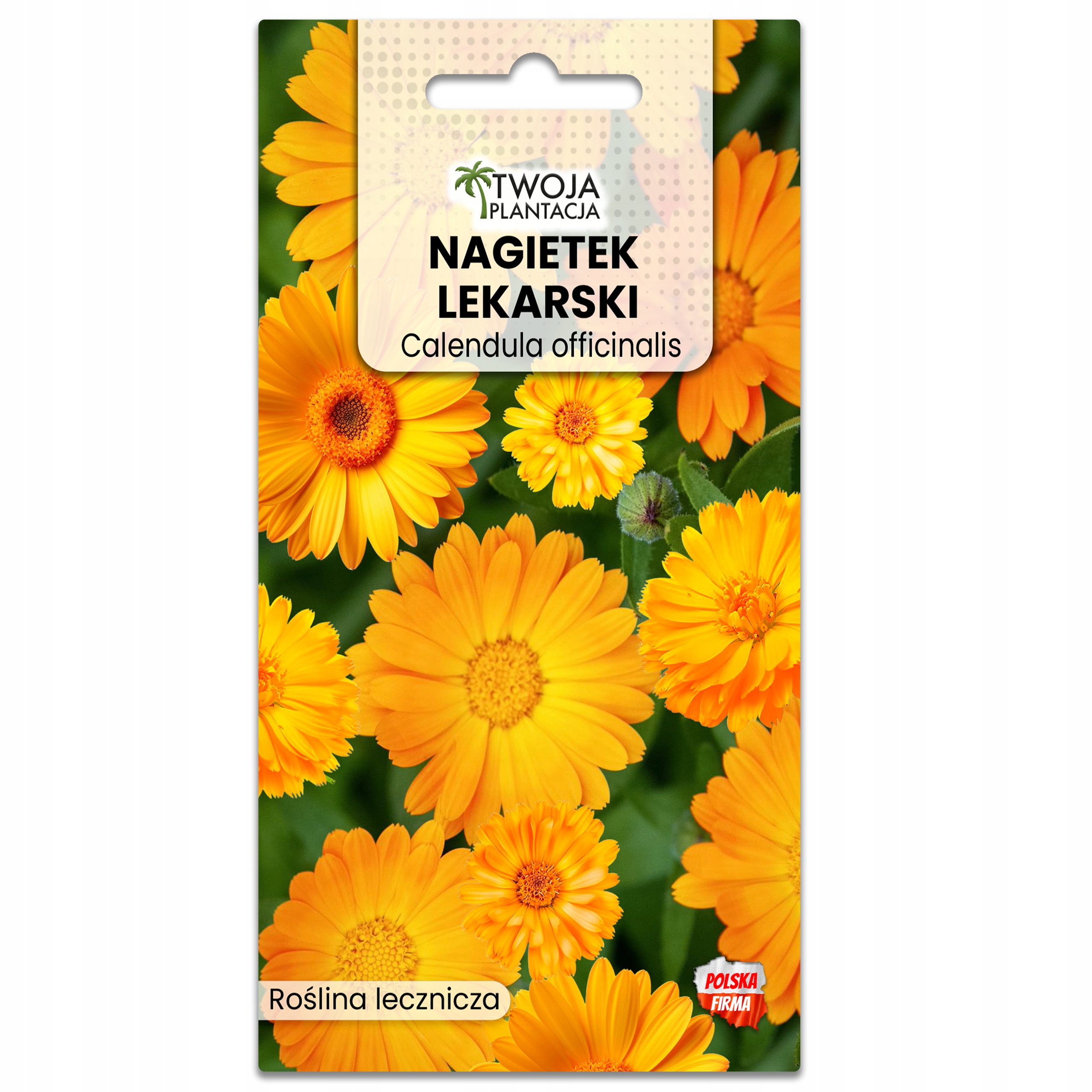 Nagietek Lekarski OZDOBNY I LECZNICZY Calendula Officinalis zioła do ogrodu - obrazek 2