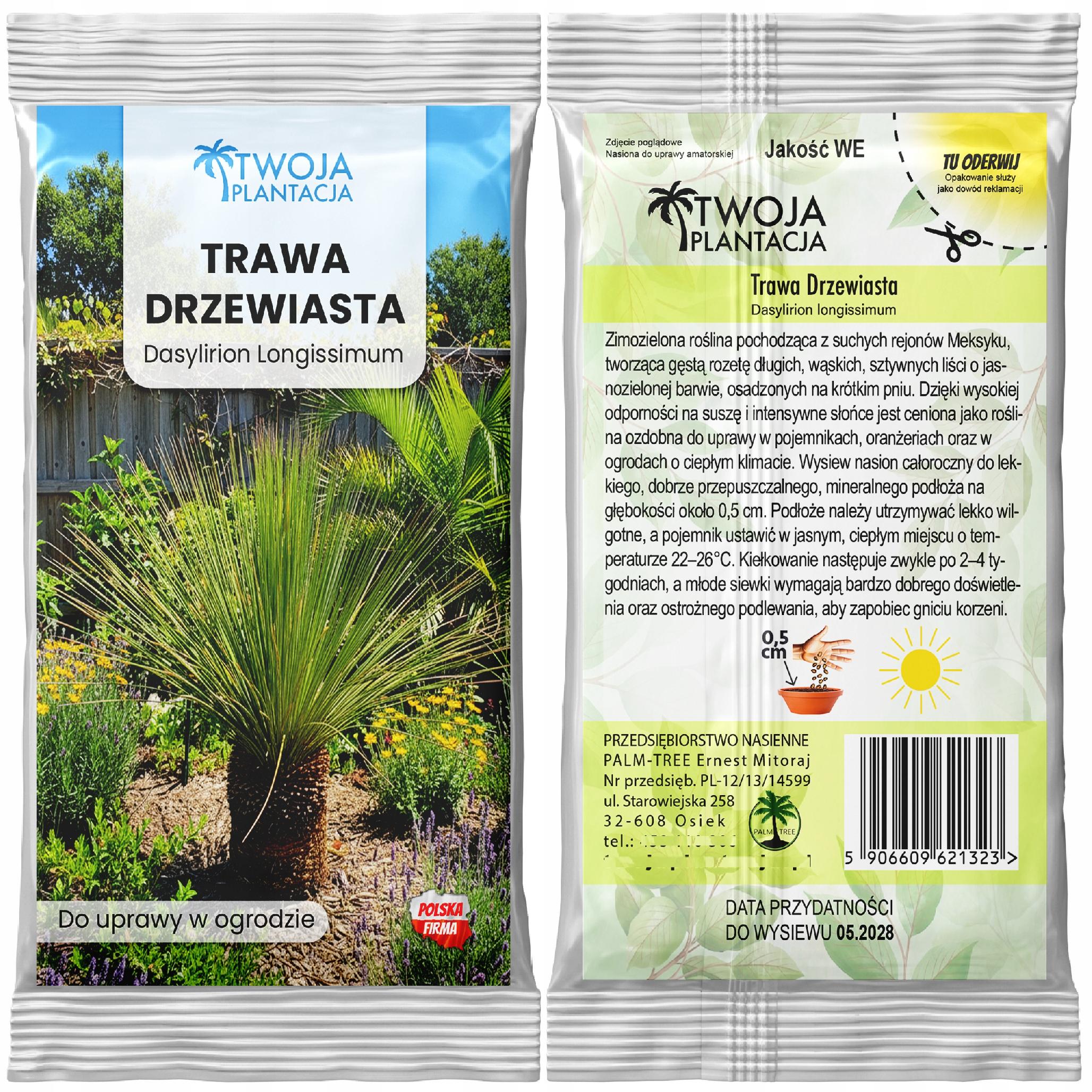 Trawa drzewiasta MROZOODPORNA - Dasylirion Longissimum 10 szt. NASIONA - obrazek 2