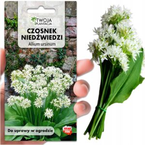 Czosnek Niedźwiedzi Nasiona Ziół Naturalny Antybiotyk Wieloletni 50 NASION