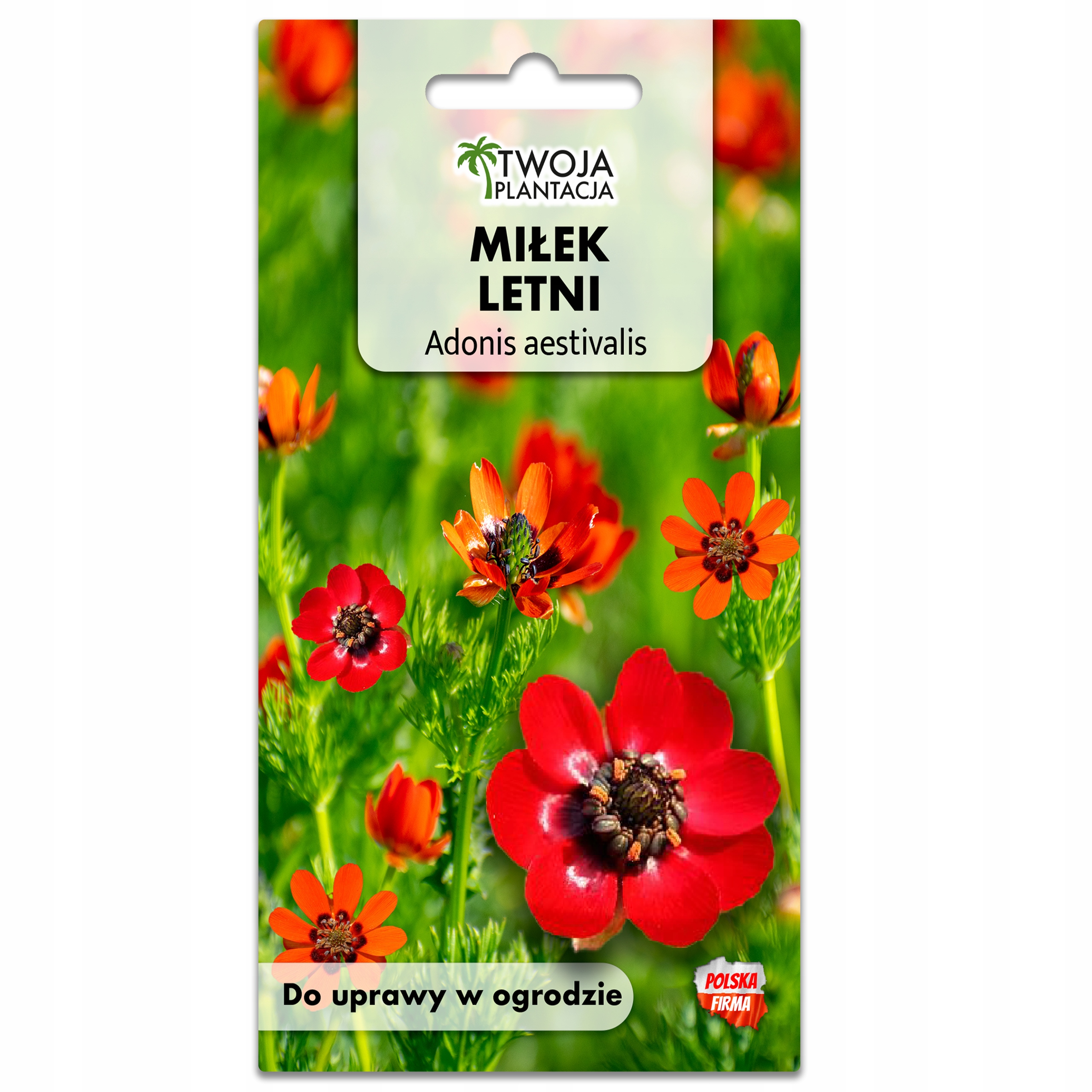 Miłek Letni Czerwony Nasiona kwiatów do ogrodu na skalniaki 120 NASION - obrazek 2
