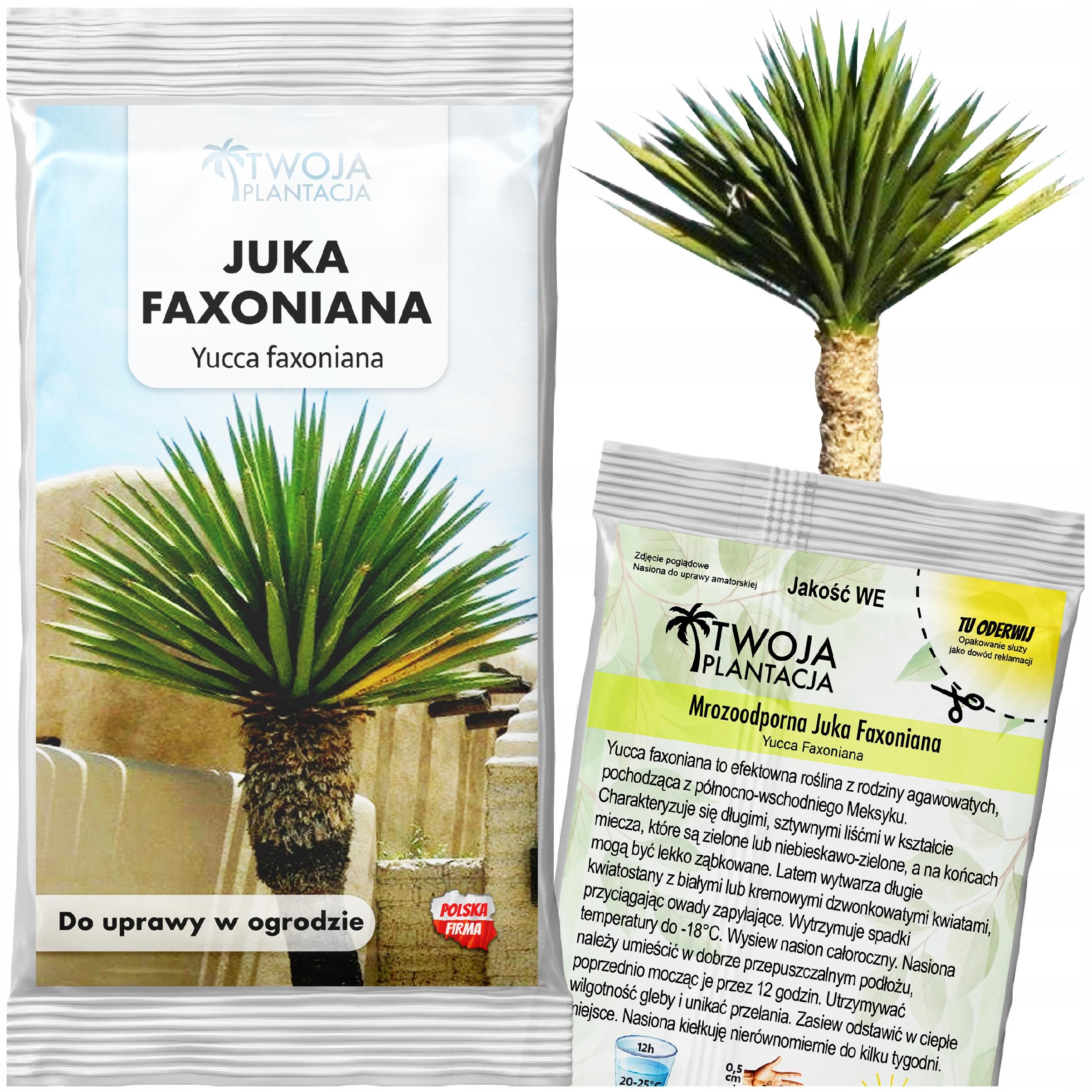 Mrozoodporna Juka YUCCA FAXONIANA Nasiona do ogrodu 5 nasion