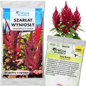 Szarłat Wyniosły CZERWONO BORDOWY Cruentus ciemne liście do ogrodu NASIONA