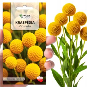 KRASPEDIA KULISTA ŻÓŁTA NASIONA KWIATÓW - KWIATY CIĘTE SUCHE BUKIETY 0,1g