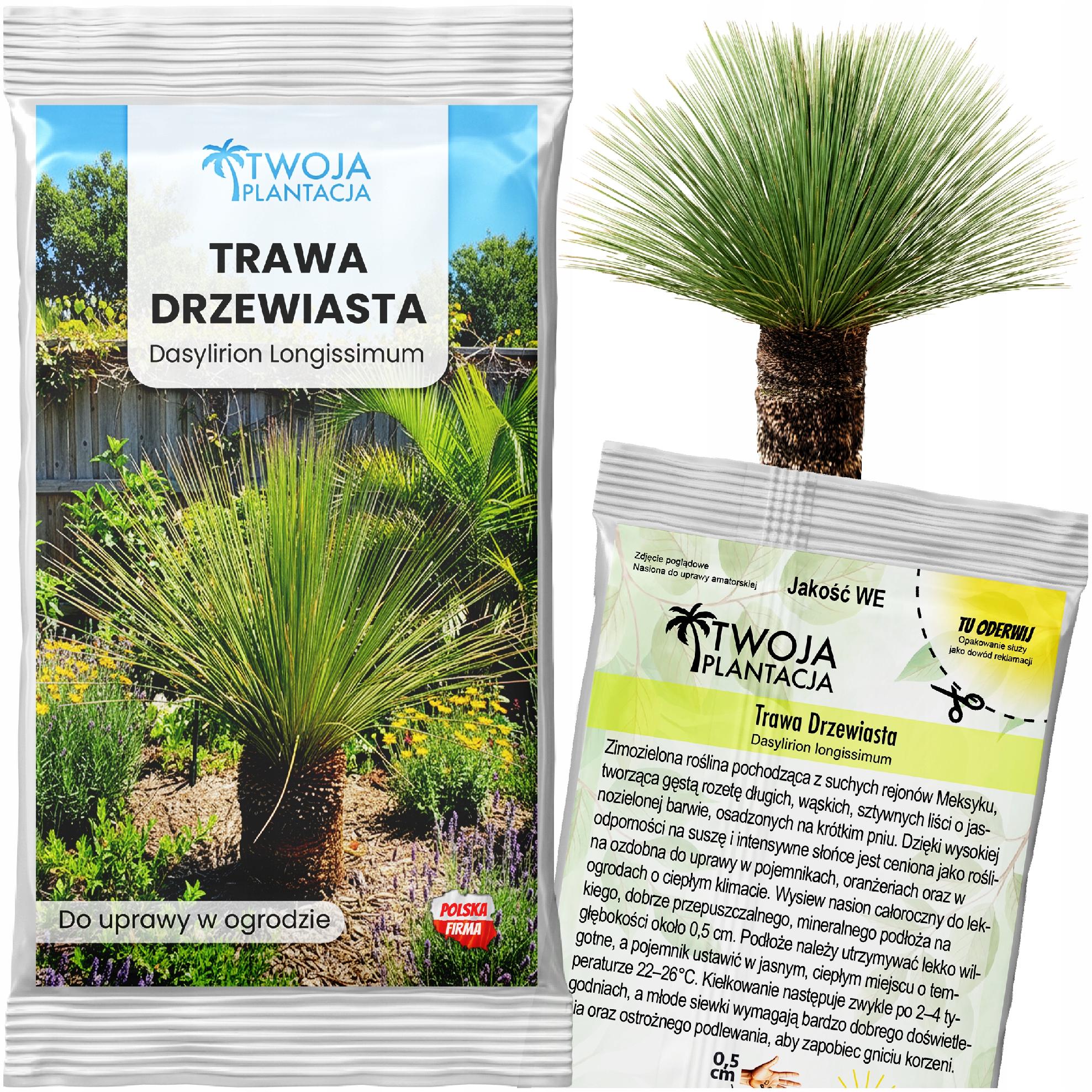 Trawa drzewiasta MROZOODPORNA - Dasylirion Longissimum 10 szt. NASIONA