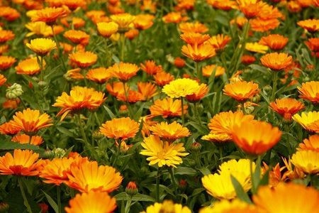 Nagietek Lekarski OZDOBNY I LECZNICZY Calendula Officinalis zioła do ogrodu - obrazek 3