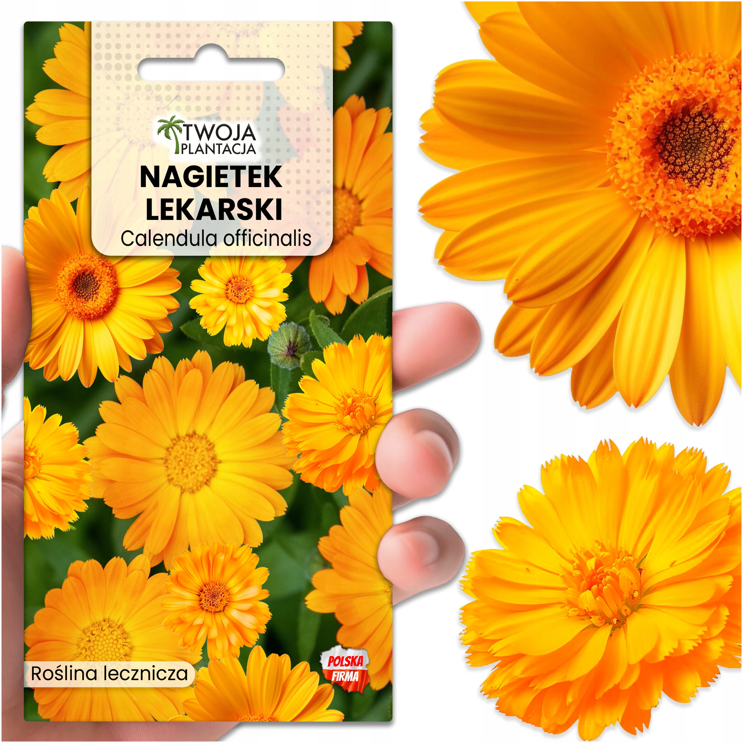 Nagietek Lekarski OZDOBNY I LECZNICZY Calendula Officinalis zioła do ogrodu