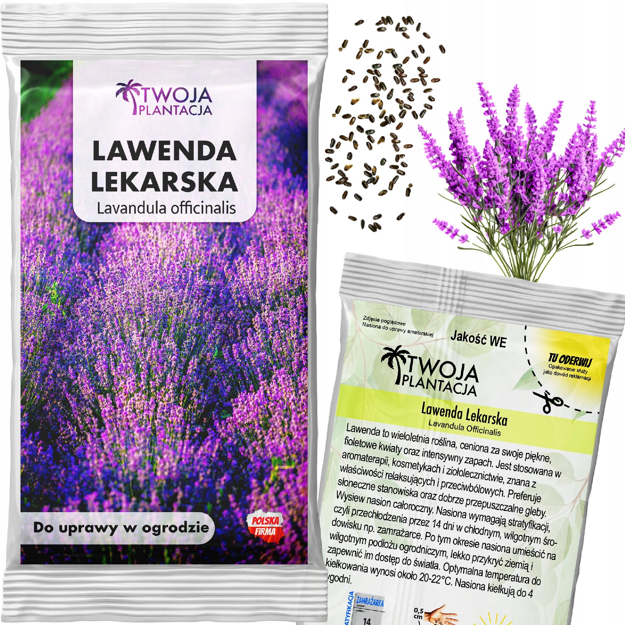Lawenda Wąskolistna Nasiona Mrozoodporna Lekarska Zioła Pachnąca 200 Nasion