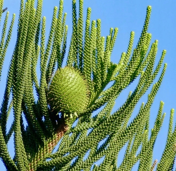 ARAUKARIA KOLUMNOWA - Araucaria Columnaris Choinka do domu 1szt. NASIONA - obrazek 4