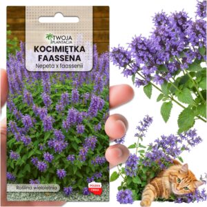 Kocimiętka ODSTRASZA KOMARY - Nepeta faassenii OBFICIE KWITNIE Nasiona