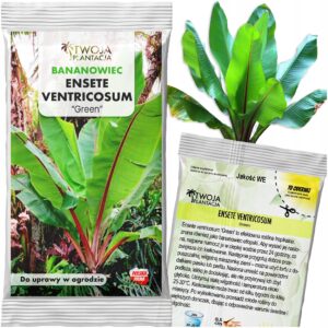 Bananowiec ZIELONY MAURELLI Ensete VENTRICOSUM Green 3X NASIONA BANANA