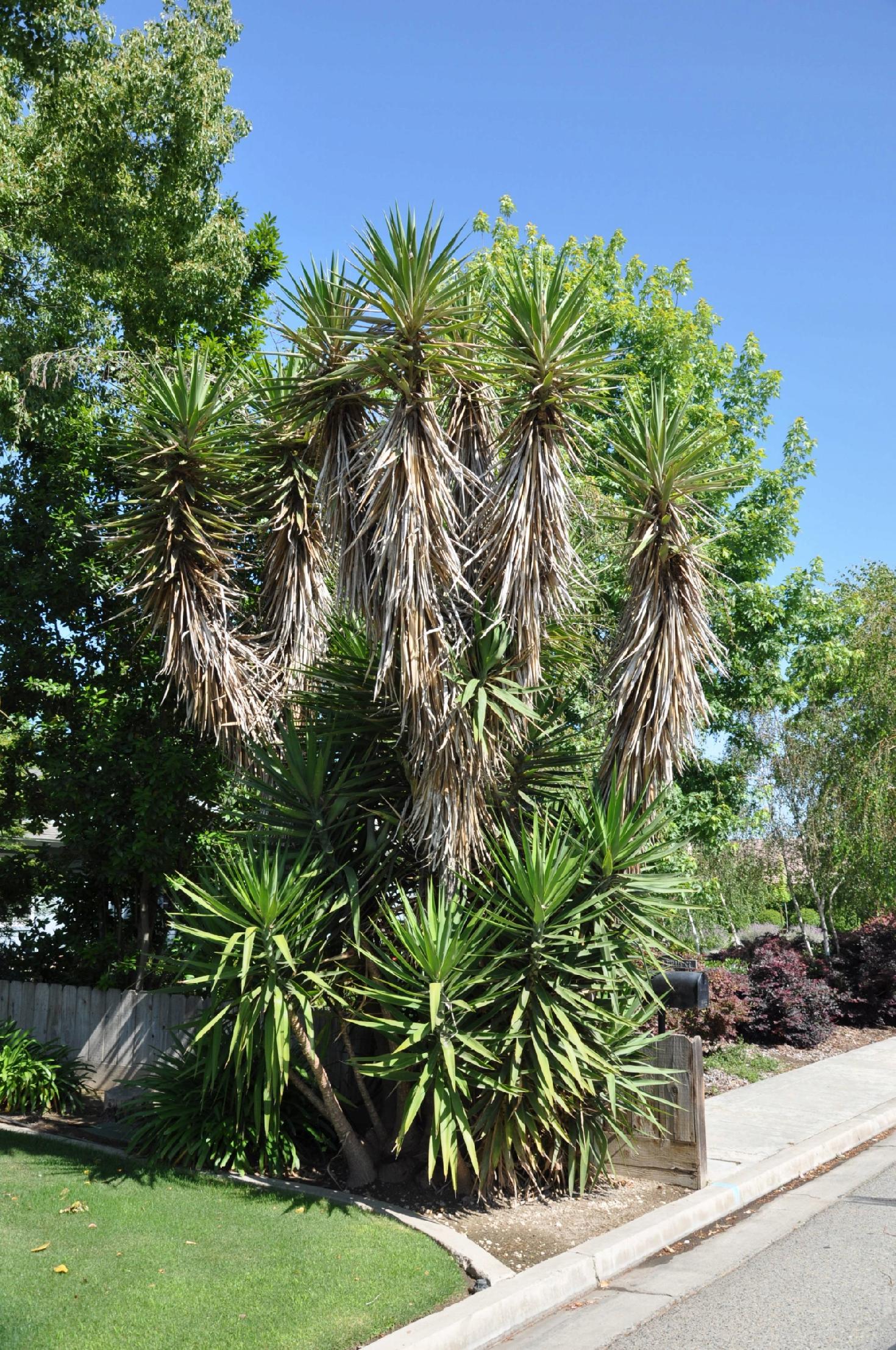 JUKA ALOESOWA - Yucca Aloifolia Odporna juka Mrozoodporna 5 szt NASIONA - obrazek 4