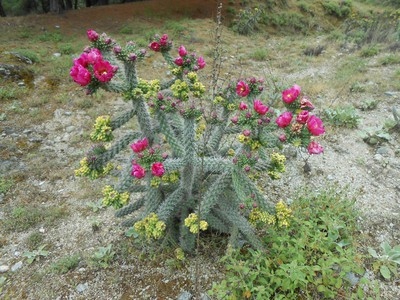 Cylindropuntia Imbricata Nasiona KAKTUS JADALNY MROZOODPORNY 5 nasion - obrazek 4