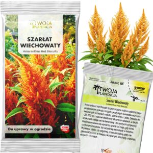 Szarłat Wiechowaty ZŁOTO BRĄZOWY Hot Biscuits Piękne Kwiaty NASIONA