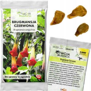 Brugmansia Sanguinea Nasiona CZERWONA Wielkie Anielskie Trąby 3 Nasiona