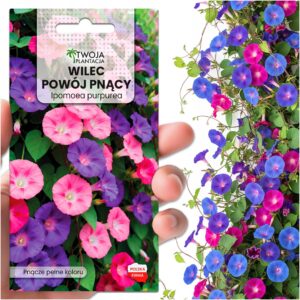 Wilec POWÓJ PNĄCY - Ipomoea purpurea dekoracyjne pnącze NASIONA do ogrodu