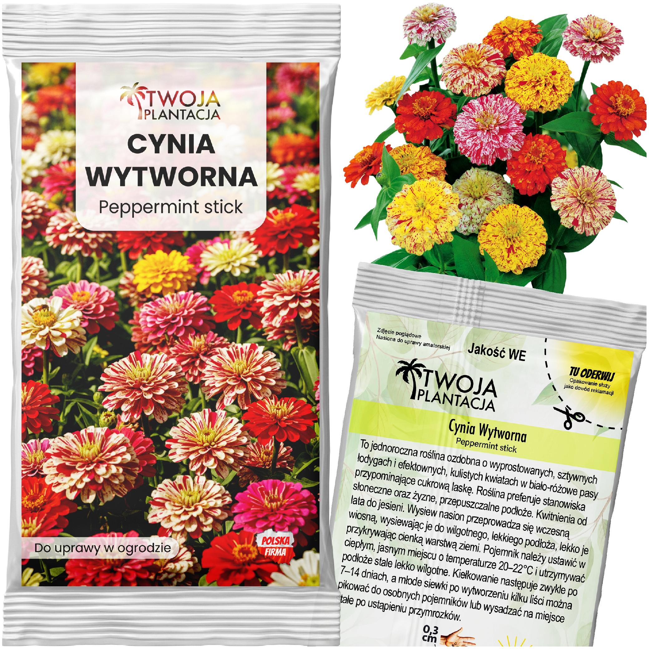 CYNIA WYTWORNA daliowa Peppermint Stick - Piękne kolorowe kwiaty - NASIONA