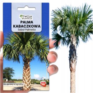 Palma Mrozoodporna NASIONA Sabal Palmetto Kabaczkowa do Ogrodu 10 NASION