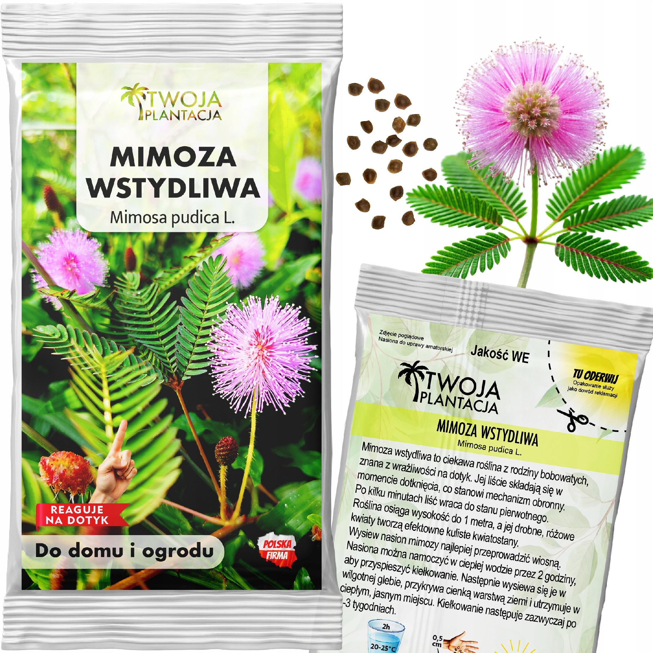 Mimoza Wstydliwa Nasiona Czułek Wstydliwy Pudica Reaguje na dotyk 20 nasion