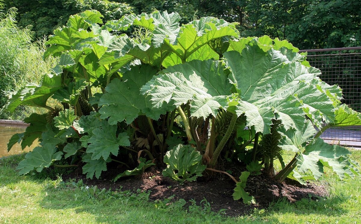 Gunnera olbrzymia NASIONA Gunnera Manicata do uprawy w ogrodzie 5 Nasion - obrazek 2