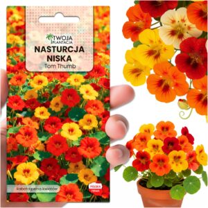Nasturcja niska Tom Thumb - mieszanka, nasiona do ogrodu na rabaty PREMIUM