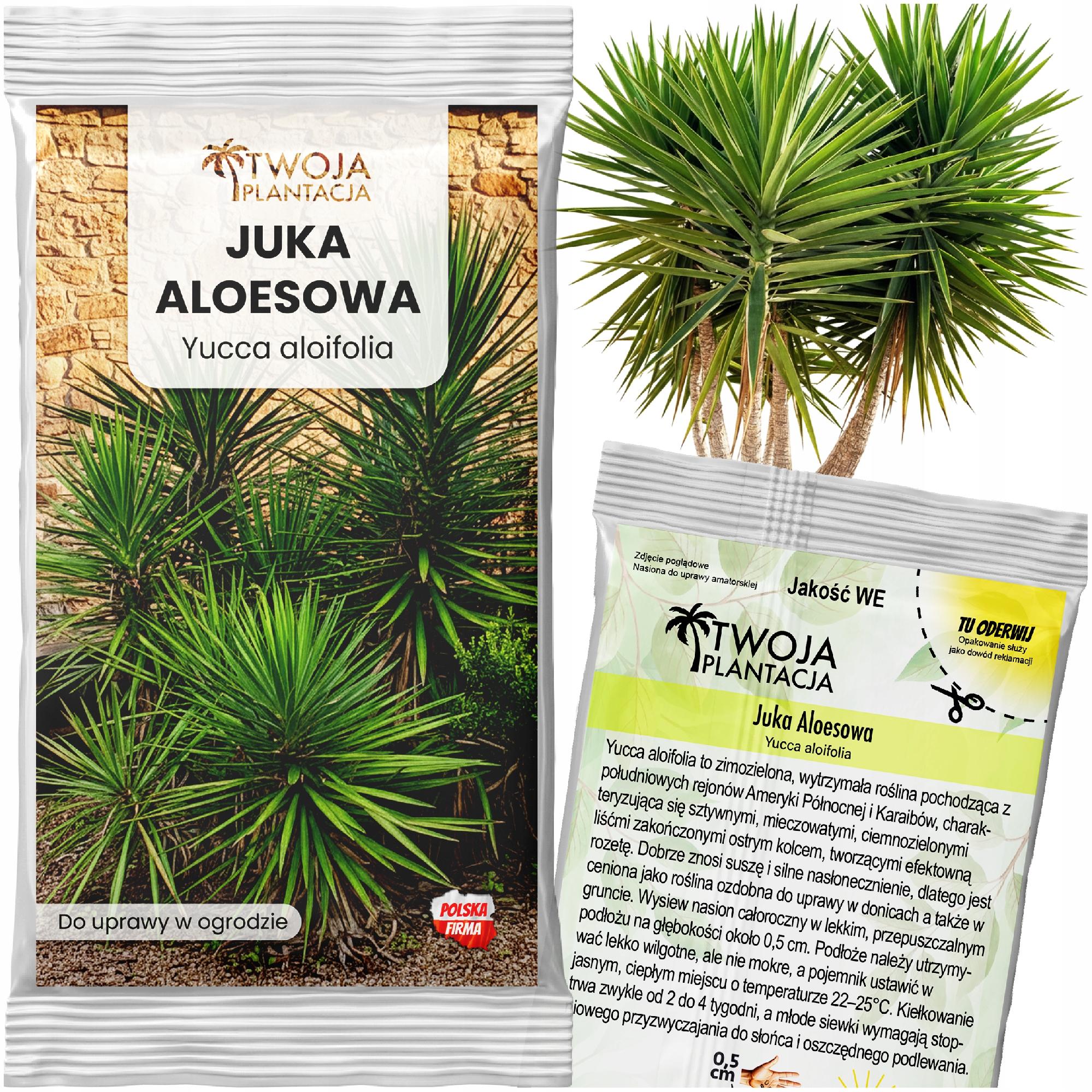 JUKA ALOESOWA - Yucca Aloifolia Odporna juka Mrozoodporna 5 szt NASIONA