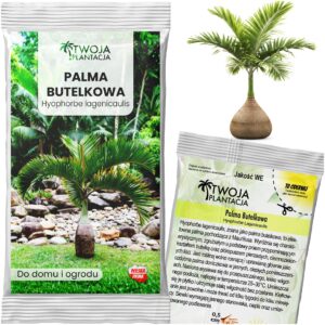 PALMA BUTELKOWA Hyophorbe Lagenicaulis Piękna Palma do domu 3 NASIONA