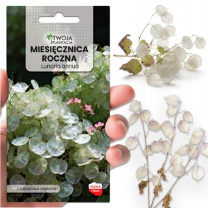 Miesięcznica Roczna NASIONA Judaszowe srebrniki do ogrodu na suche bukiety