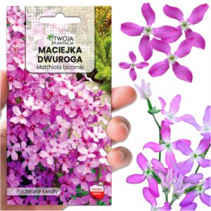Maciejka Dwuroga - jasno fioletowa, pachnąca, nasiona do ogrodu 3g
