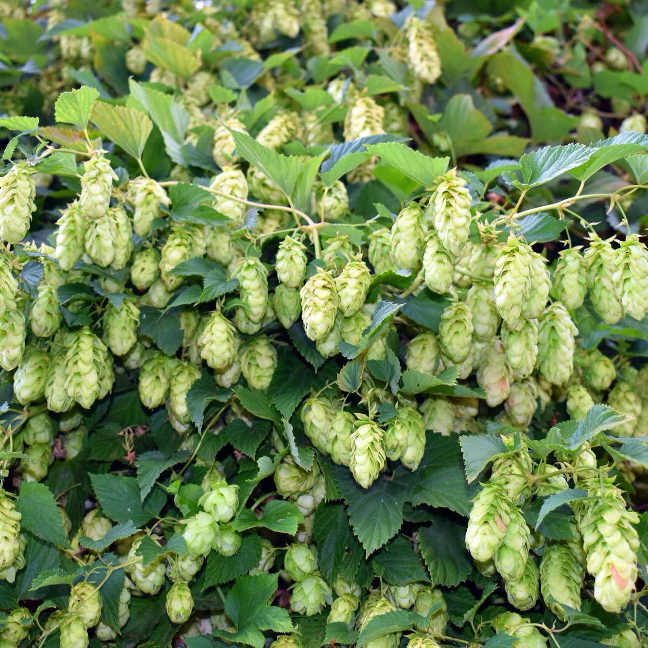 Chamiel Nasiona humulus lupulus Dzikie Warzywko do ogrodu 20 Nasion - obrazek 2