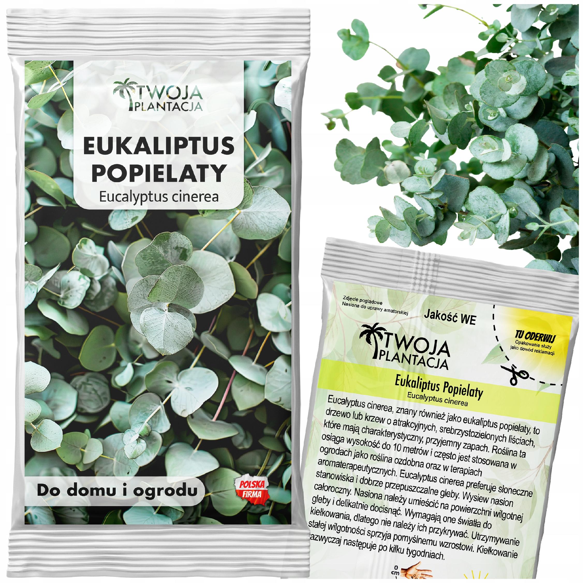 Nasiona Eukaliptusa Popielatego Eucalyptus Cinerea - 12 stopni Mrozoodporny