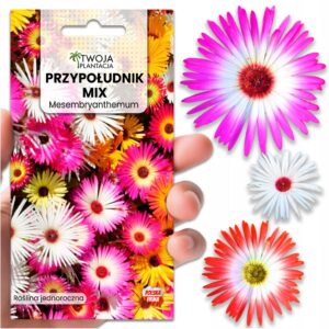 PRZYPOŁUDNIK nasiona ŁATWY W UPRAWIE na suche miejsca 600 świeżych NASION