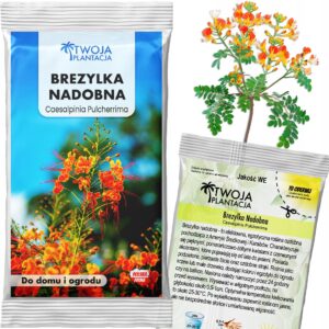 Nasiona BREZYLKI NADOBNEJ C. Pulcherrima DRZEWO RAJSKICH PTAKÓW 5 NASION