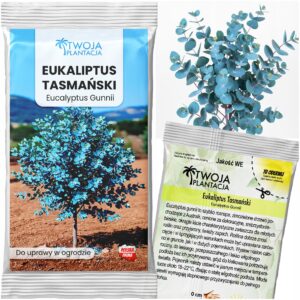 Eukaliptus Niebieski MROZOODPORNY - Eucalyptus Gunnii do OGRODU Nasiona