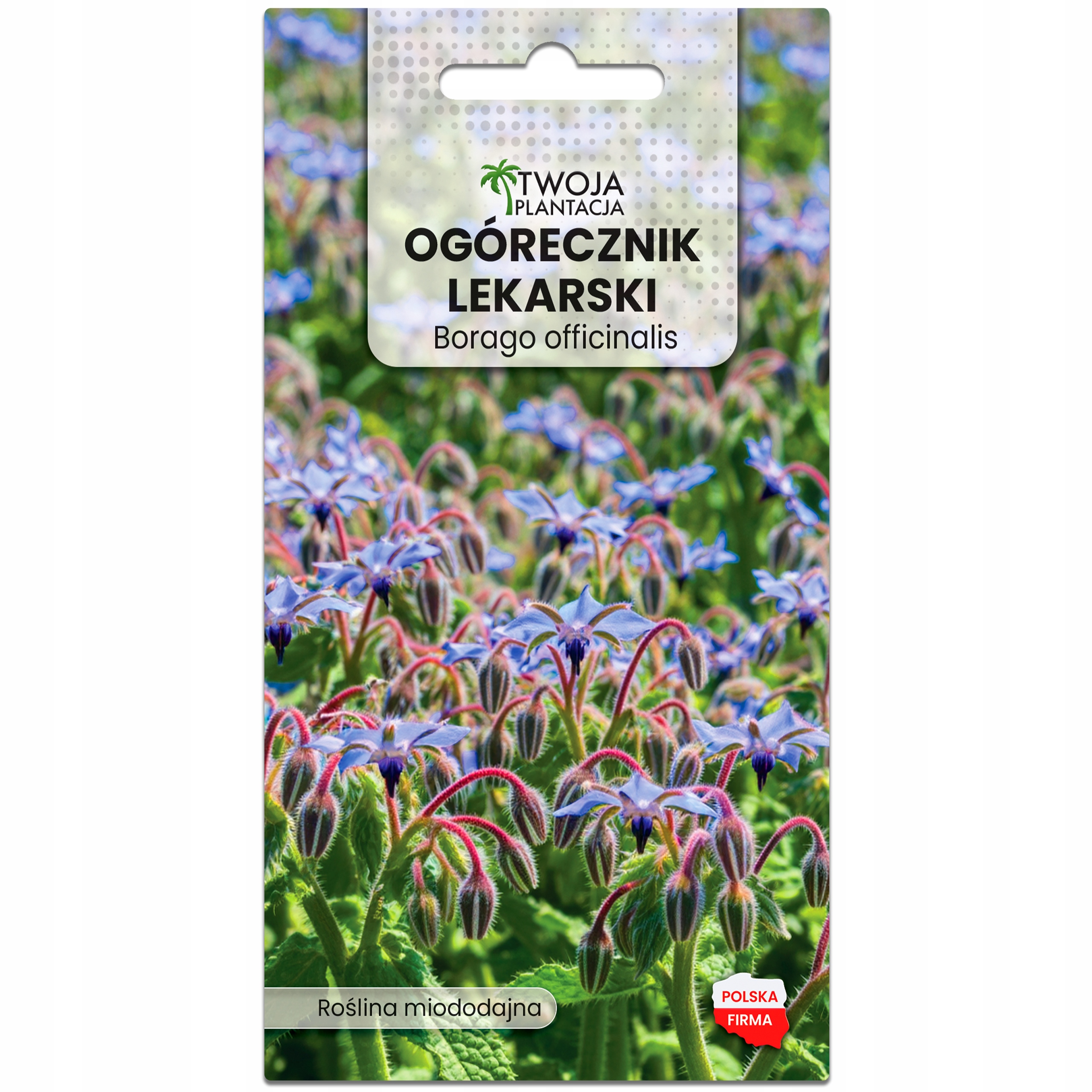 Ogórecznik lekarski - nasiona ziół na łąkę kwietną roślina miododajna 2g - obrazek 2
